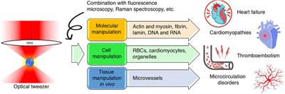 Application of optical tweezers in cardiovascular research: More than just a measuring tool